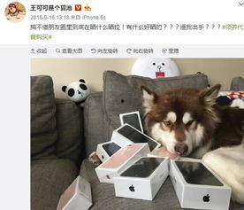 娱乐吃瓜菌小狗视频大全,小狗视频大全趣味盘点