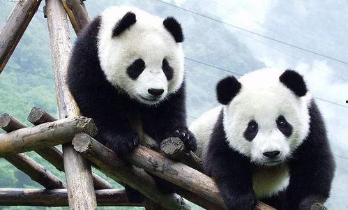 娱乐吃瓜酱大熊猫