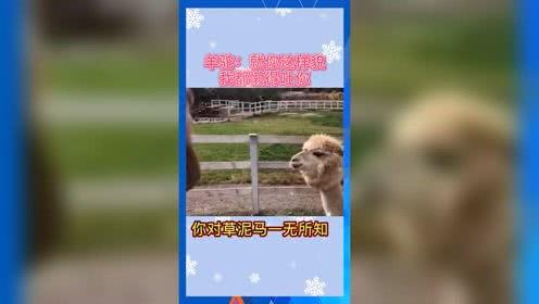 娱乐吃瓜名字,揭秘“吃瓜群众”背后的故事