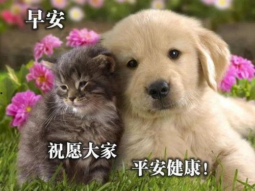 娱乐吃瓜君猫猫狗狗,猫猫狗狗的趣味生活大揭秘
